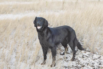 Flat Coated Retriever ©randyproductions.com